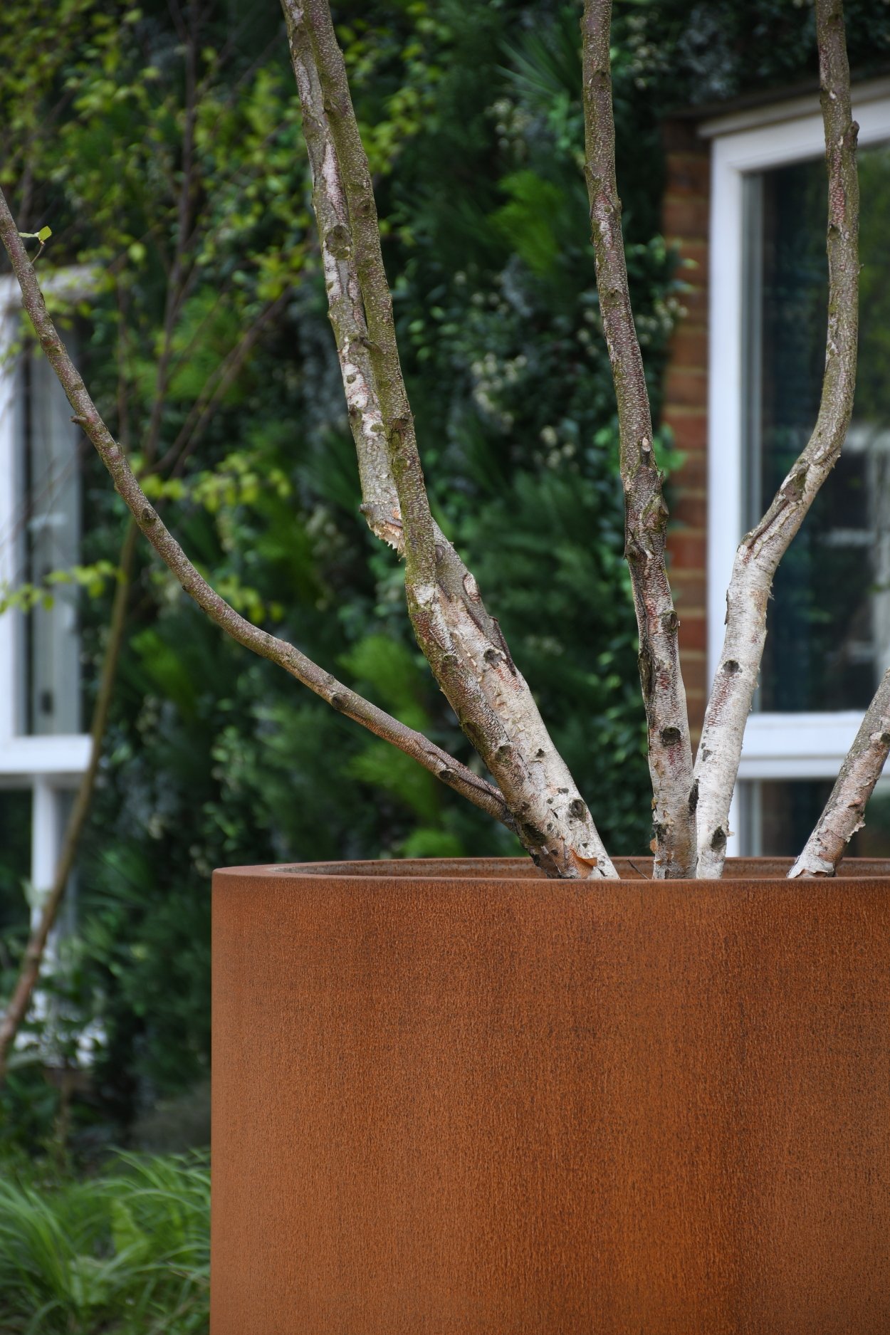 Silver Birch