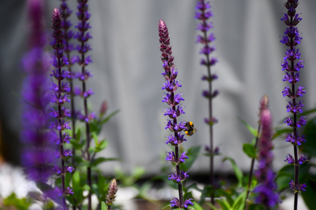 Bee on Salvia