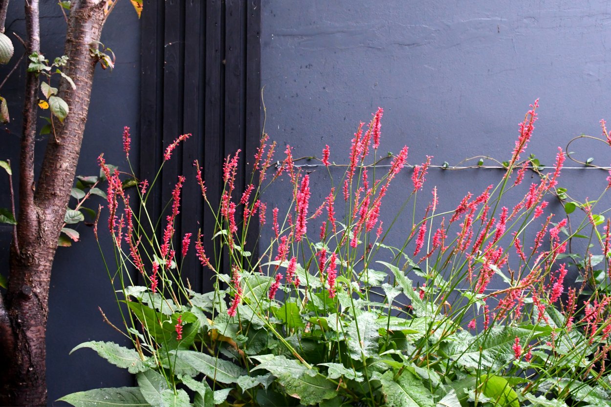 Persicaria Amplexicaulis