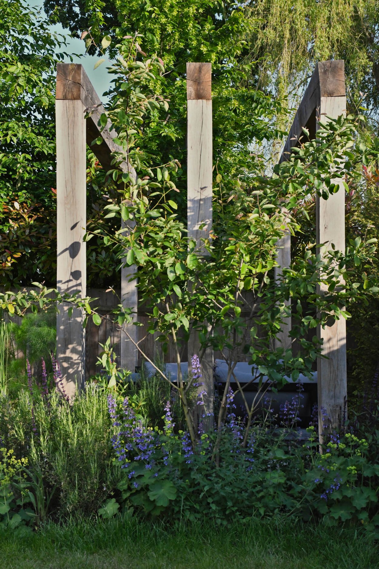 tree and pergola