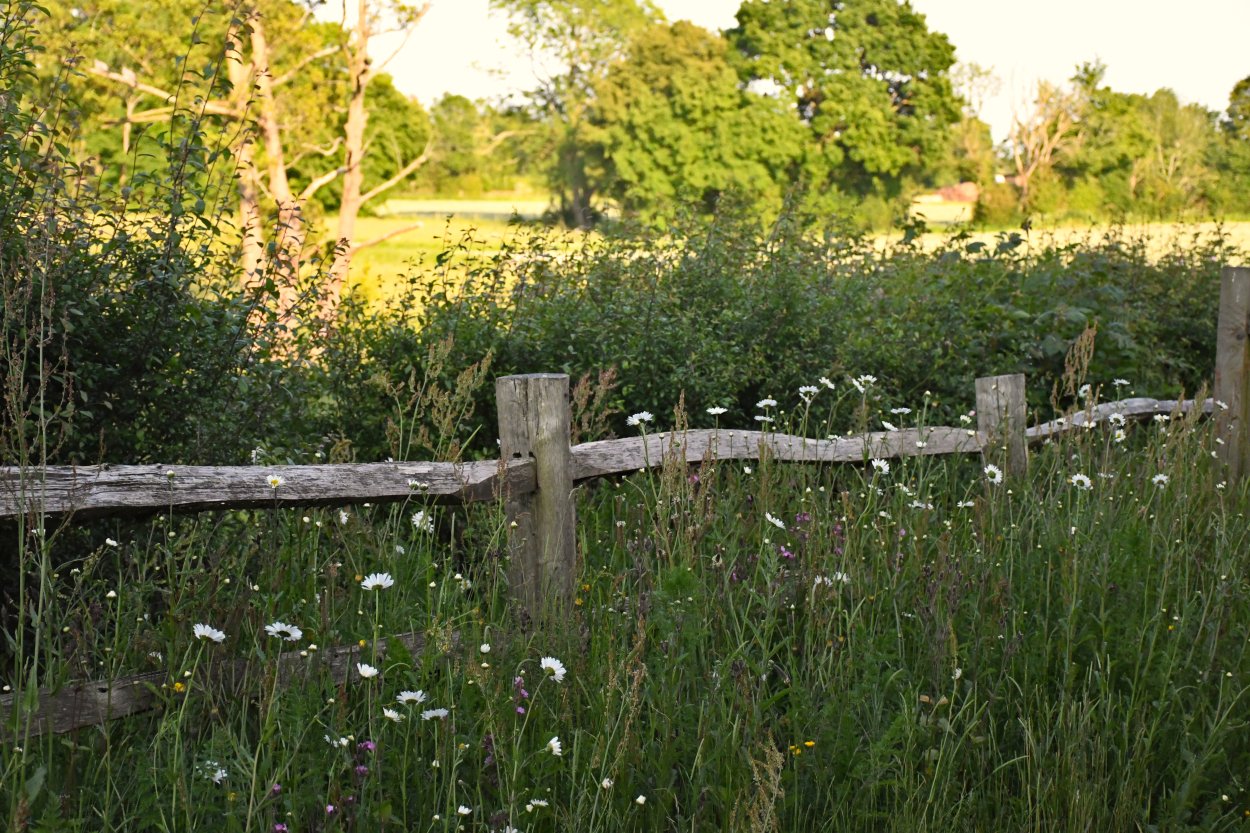 wildflower meadow