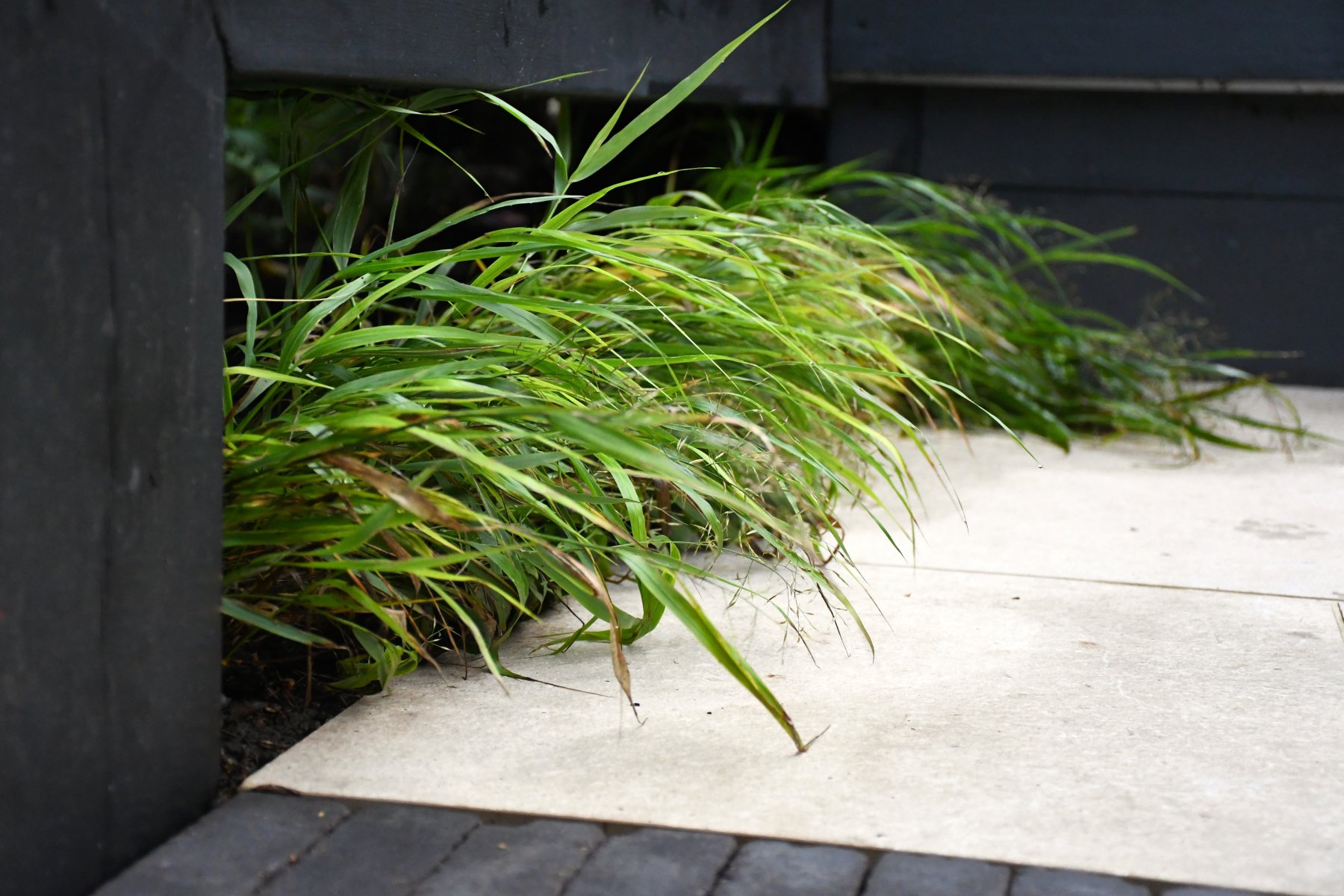 Contemporary Courtyard Garden Image