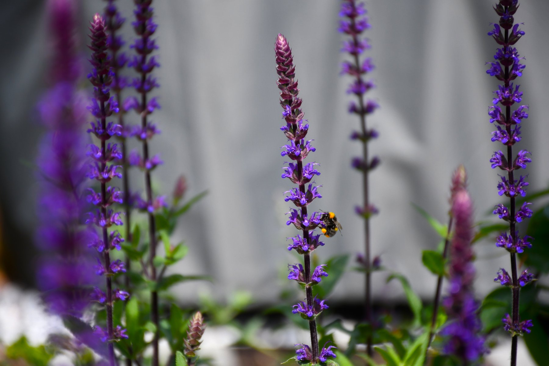 Contemporary Family Garden Image