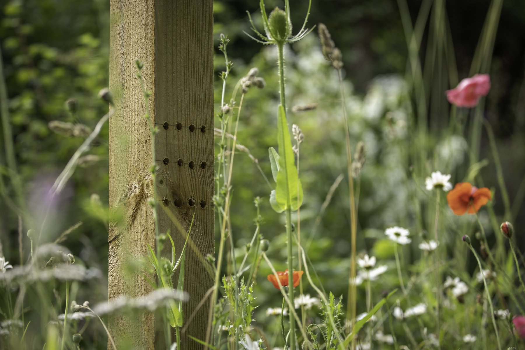 Wildlife Garden Image